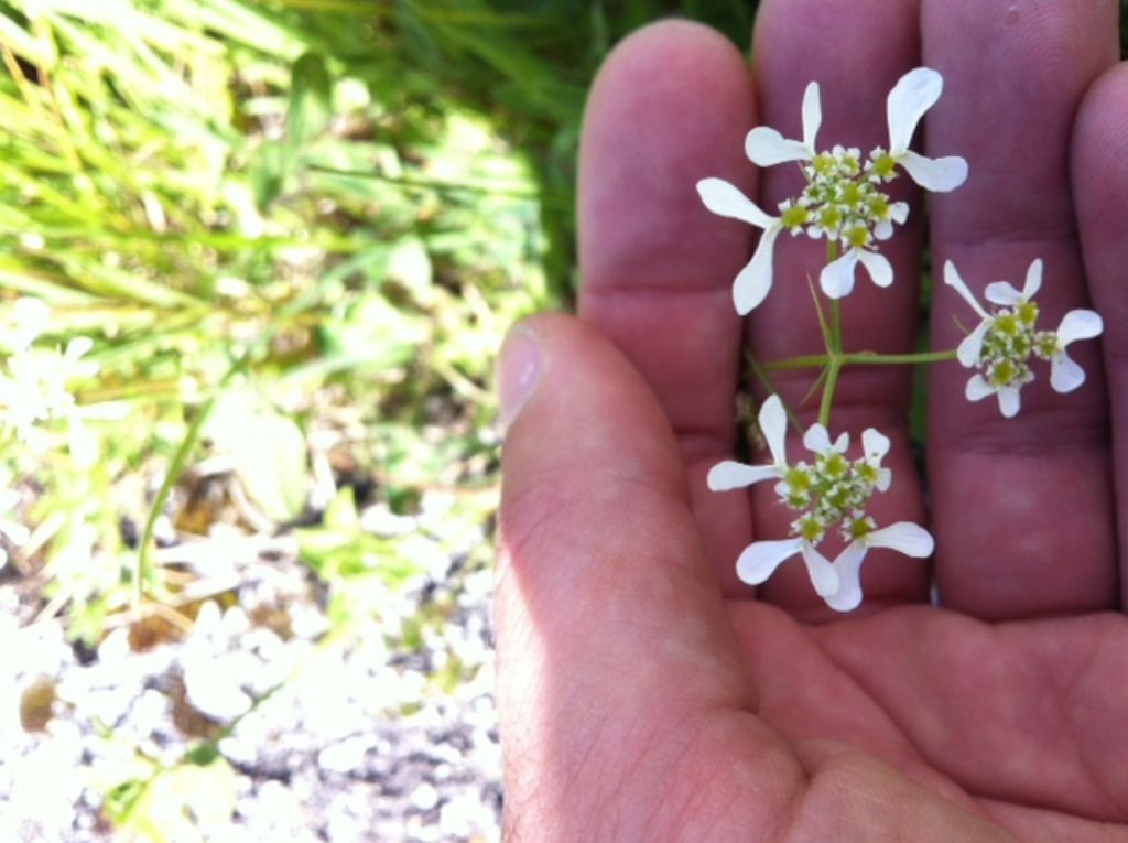 Tordylium apulum (Apiaceae)